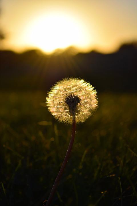 allergia-tünetei_pic1