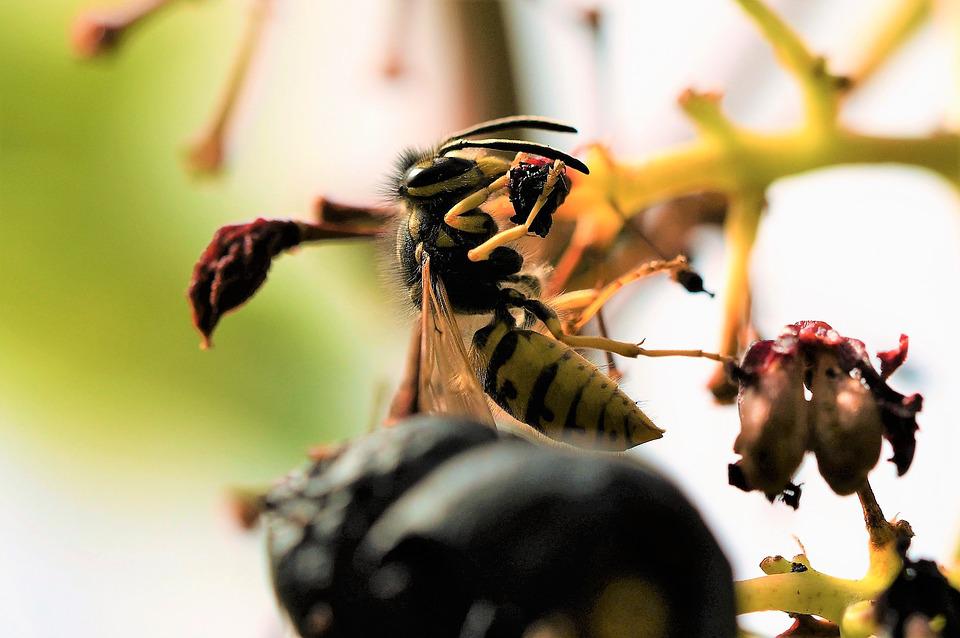 allergia-tünetei_pic2